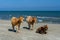 Three cows spotted standing on a sandy beach. Horizontal view of
