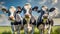 Three cows standing in a field, looking curious