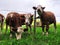 Three cows staring eating lush grass