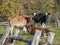 Three Cows in a Vermont Field