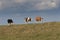 Three cows walking and grazing on top of a river bank.