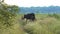 Three cows walking near rice field