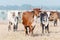 Three cows walking on the pasture of a farm.