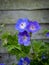 Three cranesbill geranium flowers beside a wooden fence