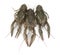 Three crayfishes