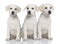 Three cream Labrador retriever puppies