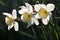Three creamy white daffodil flowers, Narcissus, blooming in spring, sunlit close-up