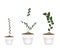 Three Creeper Plant in Ceramic Flower Pots