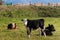 Three crossbreed calves in paddock