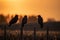 Three Crows on a fence at sunset