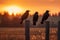 Three Crows on a fence at sunset