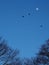 Three crows silhouetted against the moon as they fly over the forest