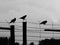 Three crows sitting on the barb wire