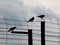 Three crows sitting on the barb wire