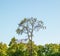 Three crows sitting on a tree in the distance