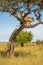 Three cubs follow two lionesses up tree