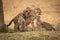 Three cubs playing with cheetah in grass