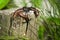 Three cubs of viviparous lizards on a wooden post