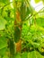 Three cucumber plants growing in the garden