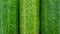 three cucumber texture background. Mature green cucumbers with p