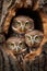 Three curious baby owls peeking out of the tree hole nest