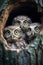 Three curious baby owls peeking out of the tree hole nest