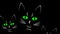 Three curious black cats in darkness animation