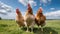 Three curious chickens stand in a open green field