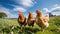 Three curious chickens stand in a open green field