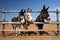 Three curious donkeys