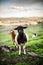 Three curious Dorper sheep on grassy hill