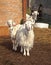 Three curious goats