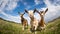 Three curious goats stand in a open green field