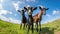 Three curious goats stand in a open green field