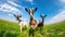 Three curious goats stand in a open green field