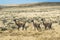 Three curious guanaco lamas in pampa