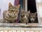 Three curious kittens sit on the window and look at the street