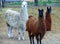 Three curious llamas look at the camera