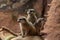 Three curious meerkats looking sideways