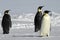 Three curious penguins