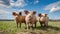 Three curious pigs stand in an open field