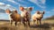 Three curious pigs stand in an open field