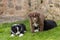 Three curious puppies in the garden