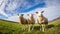 Three curious sheep stand in a open green field