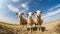 Three curious sheep stand in a open green field