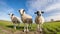 Three curious sheep stand in a open green field