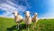 Three curious sheep stand in a open green field