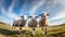 Three curious sheep stand in a open green field