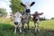 Three curious young cows on a meadow in Bavaria