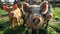 Three curious young pigs in a farm enclosure, looking directly at the camera